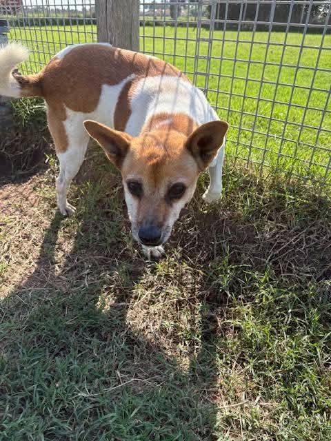 Tic, simpaticissimo derivato jack russel Foto 4