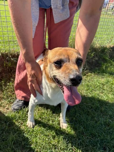 Tic, simpaticissimo derivato jack russel Foto 5