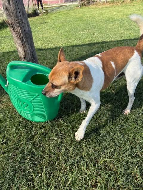 Tic, simpaticissimo derivato jack russel Foto 7