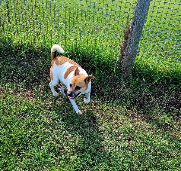 Tic, simpaticissimo derivato jack russel Foto 8