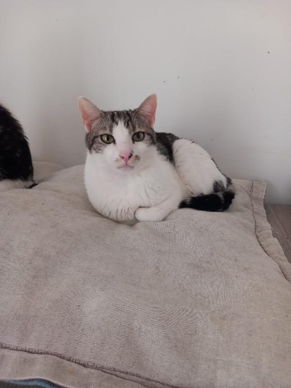 Miele, adorabile gatto da adottare! Foto 3