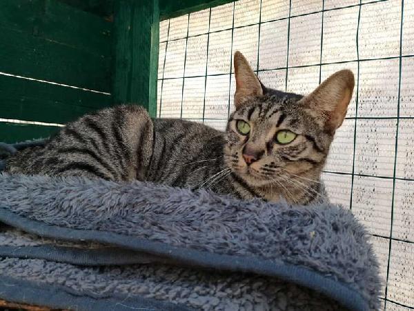 MAMY: MICIA TIGRATA DI 2 ANNI E MEZZO CERCA FAMIGLIA Foto 2