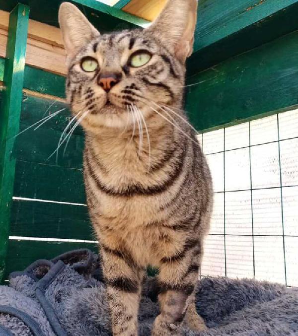 MAMY: MICIA TIGRATA DI 2 ANNI E MEZZO CERCA FAMIGLIA Foto 3