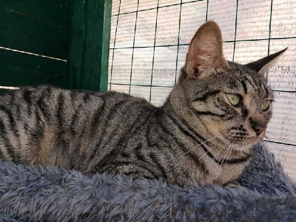 MAMY: MICIA TIGRATA DI 2 ANNI E MEZZO CERCA FAMIGLIA Foto 5