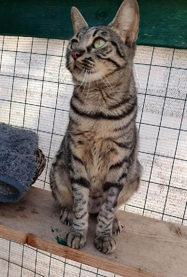 MAMY: MICIA TIGRATA DI 2 ANNI E MEZZO CERCA FAMIGLIA Foto 7