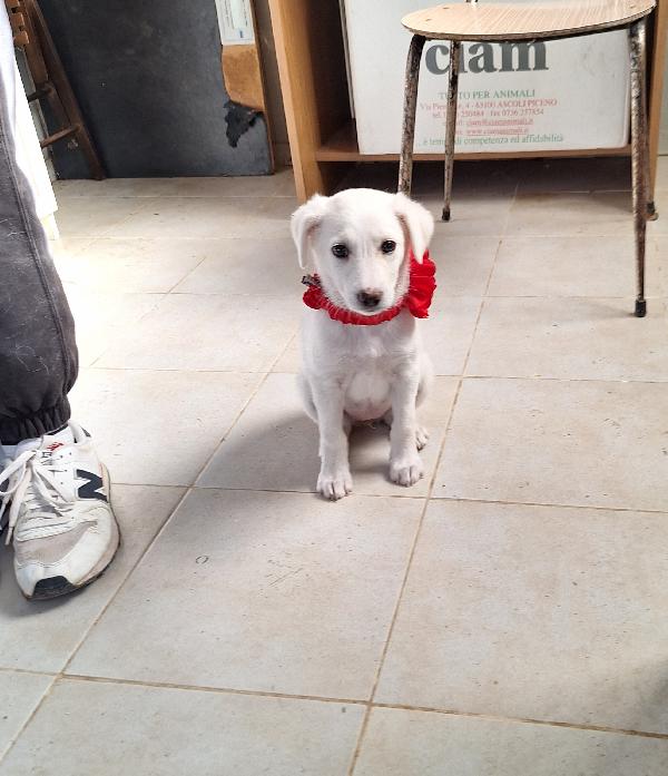 Piccola Dolce Susanna In Adozione 