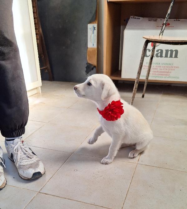 Piccola dolce Susanna in adozione  Foto 2