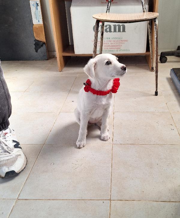 Piccola dolce Susanna in adozione  Foto 3