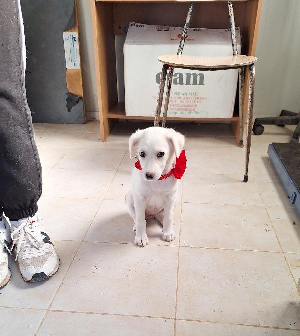 Piccola dolce Susanna in adozione  Foto 4