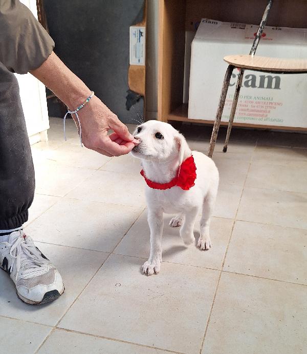 Piccola dolce Susanna in adozione  Foto 5