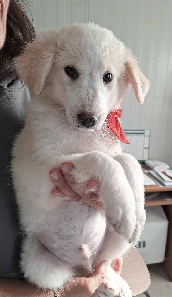 Dalton Stupendo Cucciolo In Adozione 