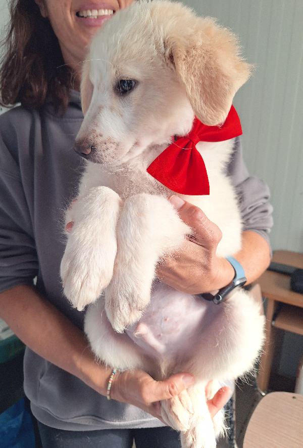 Dalton stupendo cucciolo in adozione  Foto 2