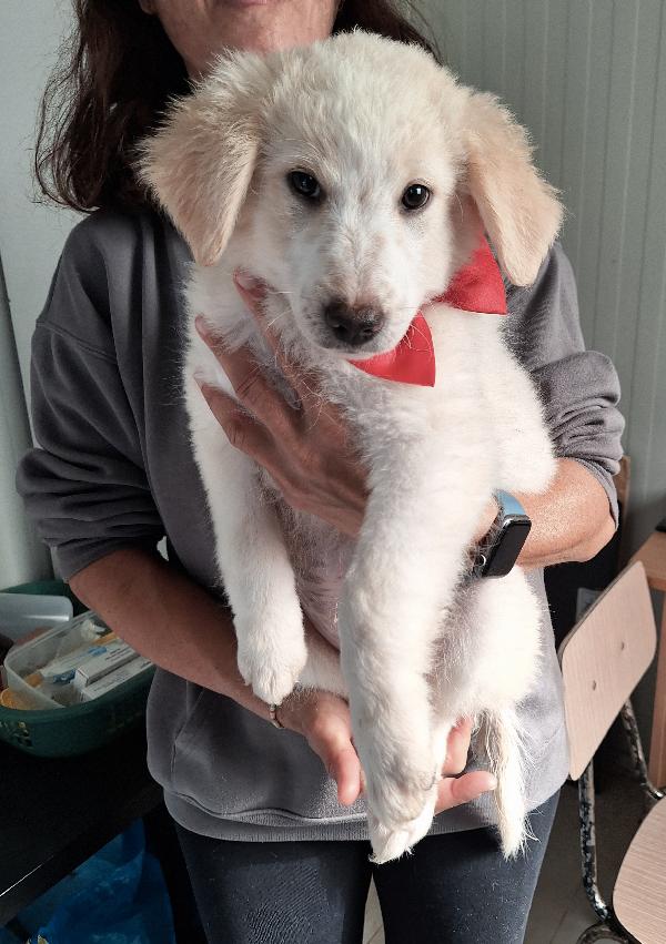 Dalton stupendo cucciolo in adozione  Foto 3