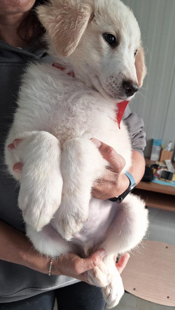 Dalton stupendo cucciolo in adozione  Foto 4