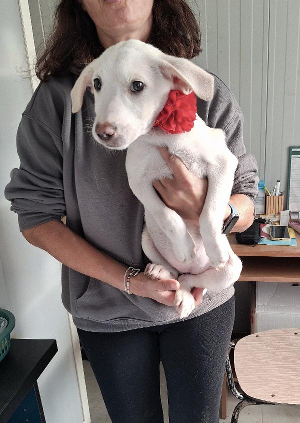 Tiki Meravigliosa  Cucciola In Adozione 