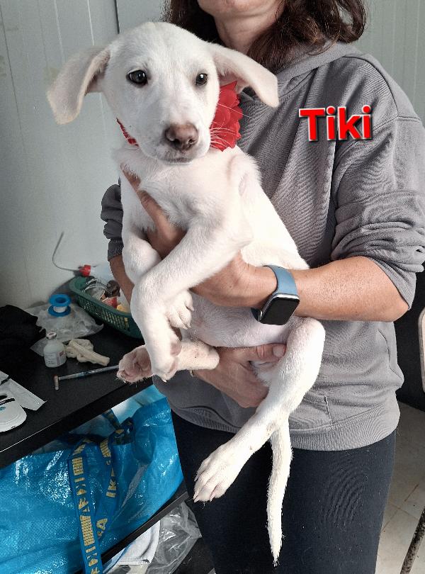 Tiki meravigliosa  cucciola in adozione  Foto 2