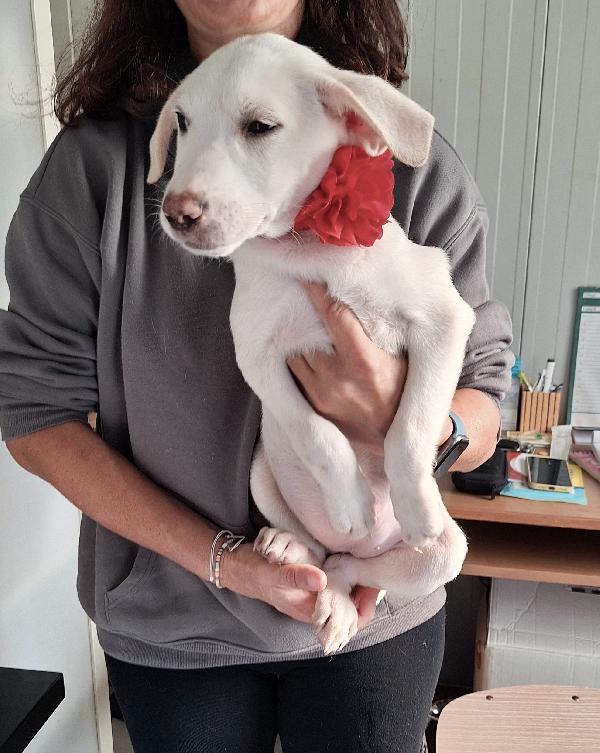 Tiki meravigliosa  cucciola in adozione  Foto 3