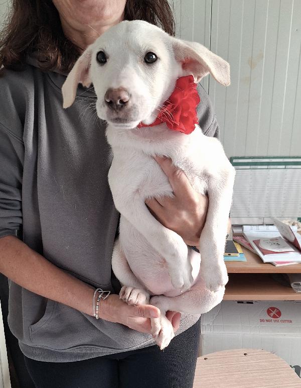 Tiki meravigliosa  cucciola in adozione  Foto 4