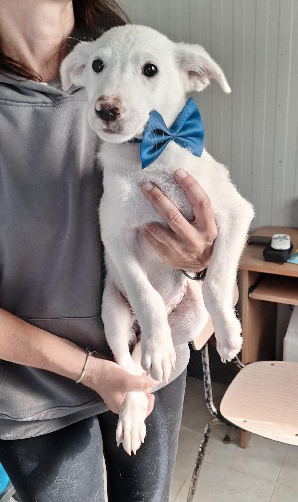 Erik Cucciolo 2 Mesi E Mezzo In Adozione 