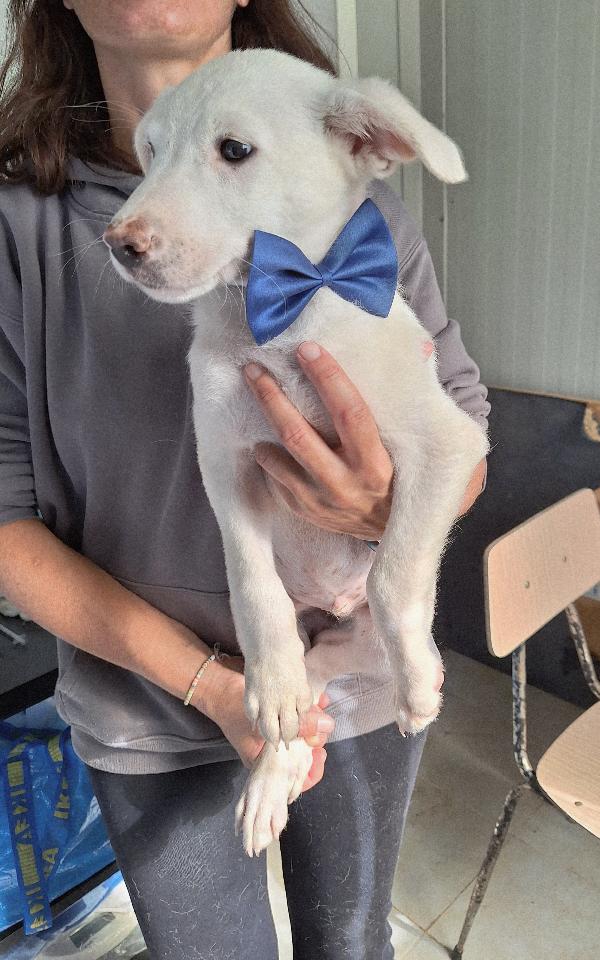 Erik cucciolo 2 mesi e mezzo in adozione  Foto 2