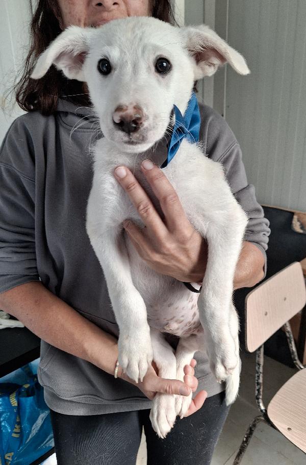 Erik cucciolo 2 mesi e mezzo in adozione  Foto 3