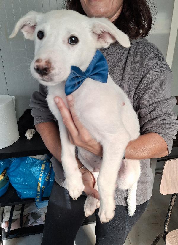 Erik cucciolo 2 mesi e mezzo in adozione  Foto 4