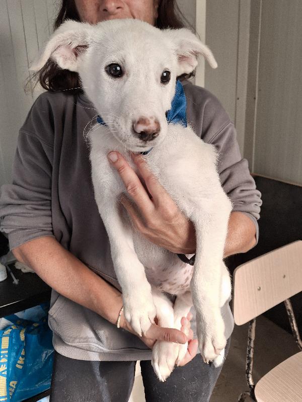 Erik cucciolo 2 mesi e mezzo in adozione  Foto 5