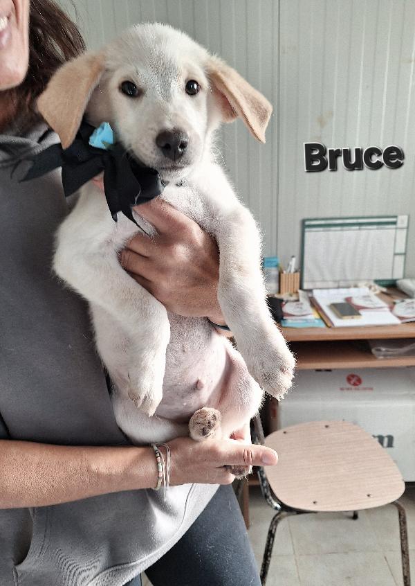 Dolcissimo Bruce In Attesa Di Una Famiglia 