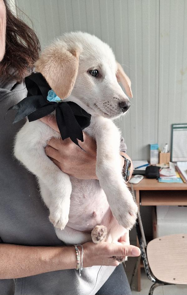 Dolcissimo Bruce in attesa di una famiglia  Foto 2