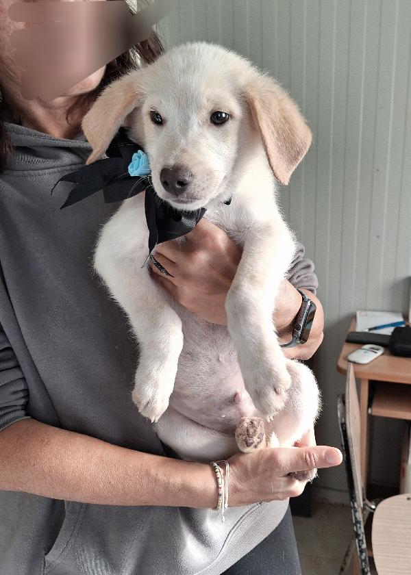 Dolcissimo Bruce in attesa di una famiglia  Foto 3