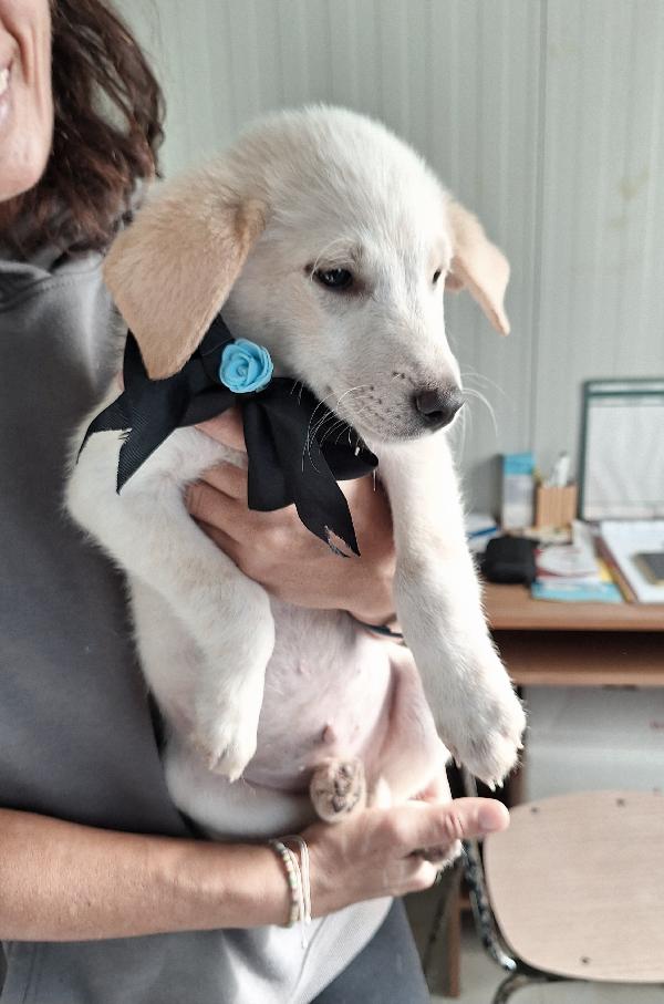 Dolcissimo Bruce in attesa di una famiglia  Foto 4