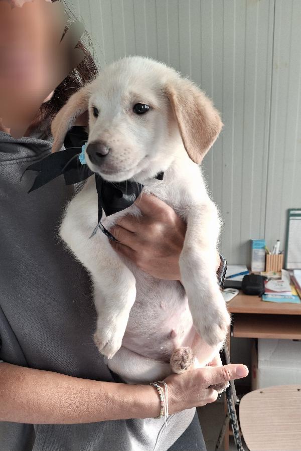 Dolcissimo Bruce in attesa di una famiglia  Foto 5