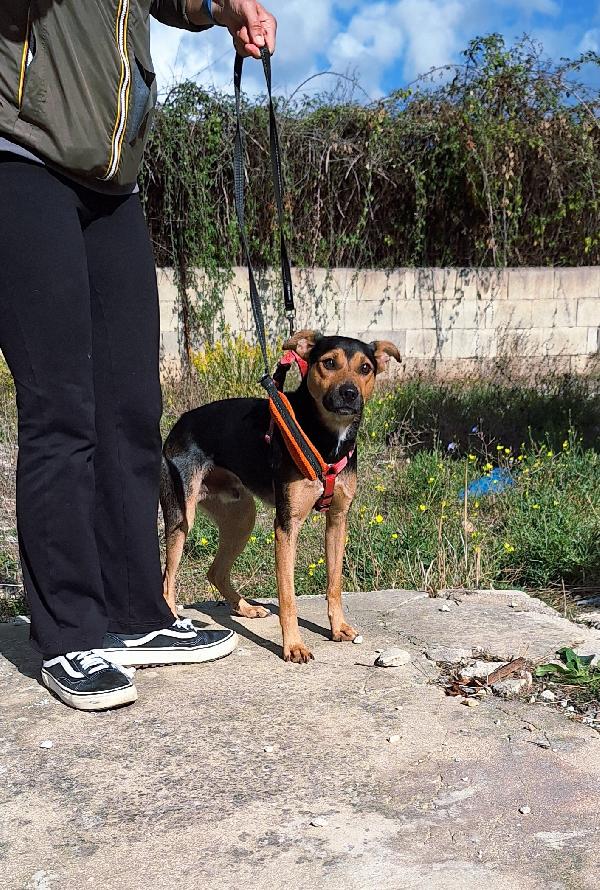 Morbidello, Cucciolino Taglia 15 Chili In Adozione 