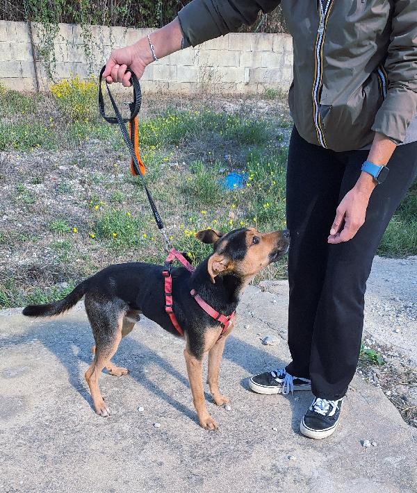Morbidello, cucciolino taglia 15 chili in adozione  Foto 2