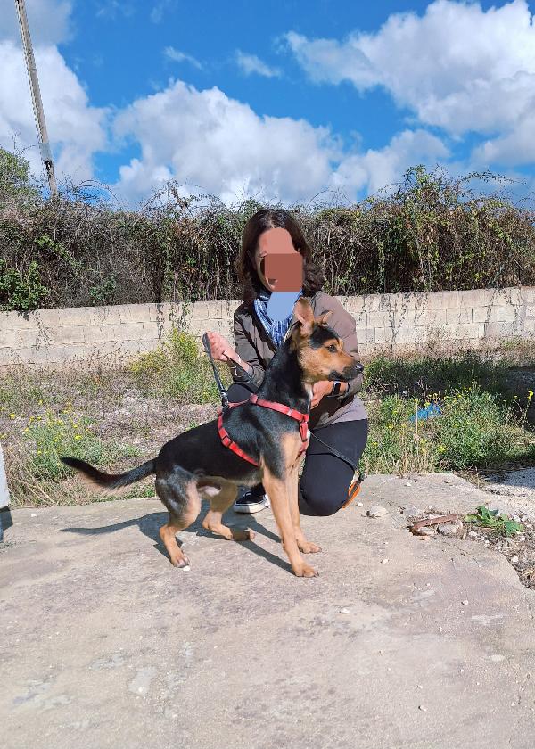 Morbidello, cucciolino taglia 15 chili in adozione  Foto 3