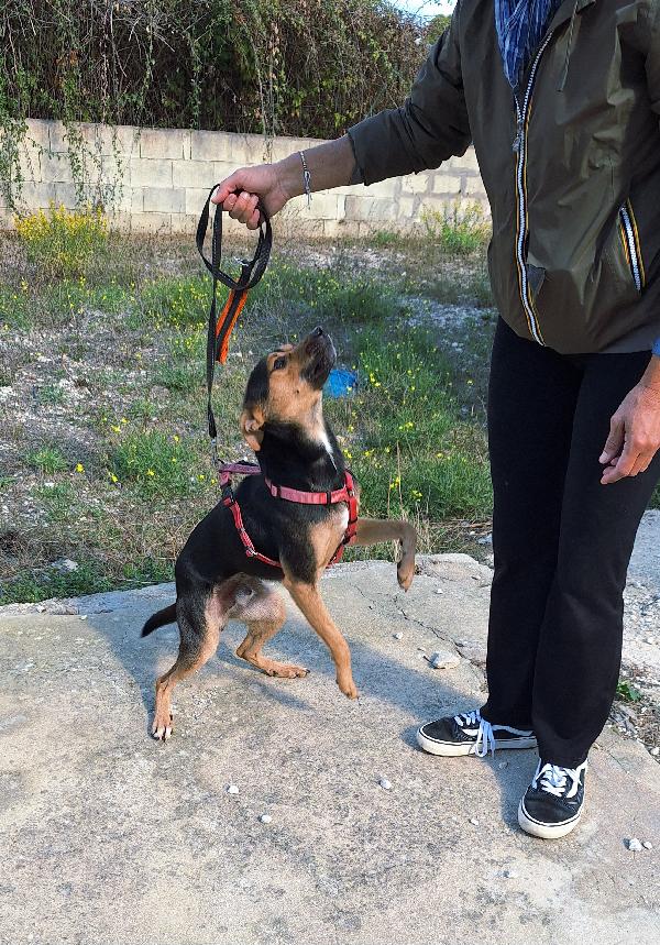 Morbidello, cucciolino taglia 15 chili in adozione  Foto 4