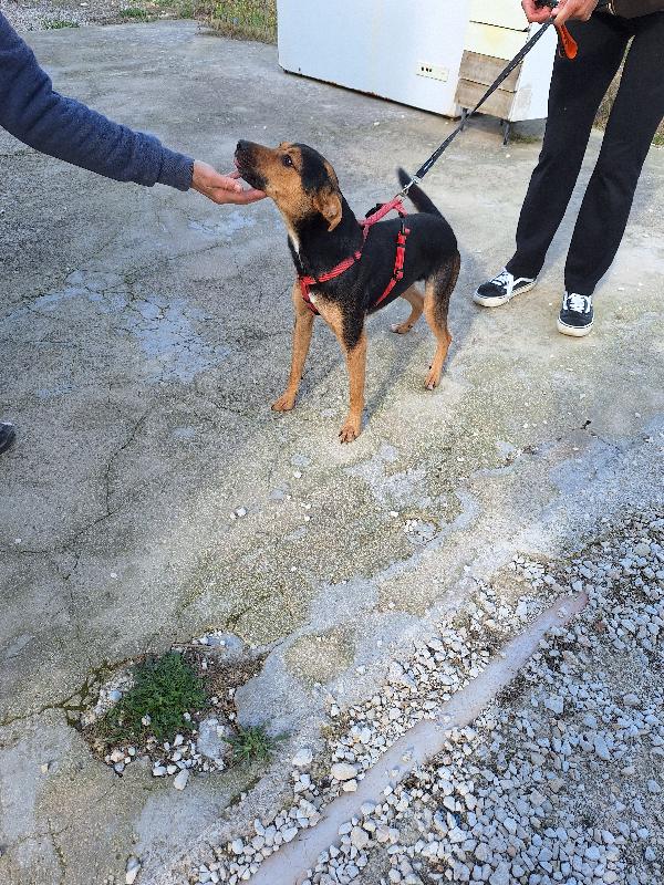 Morbidello, cucciolino taglia 15 chili in adozione  Foto 5
