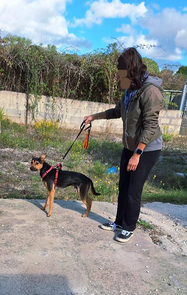 Morbidello, cucciolino taglia 15 chili in adozione  Foto 6