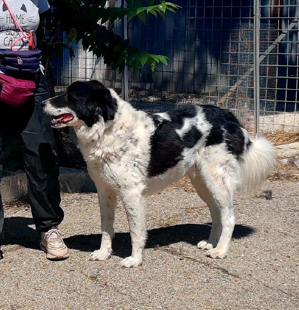 Panda la dolcezza fatta a cane  Foto 2