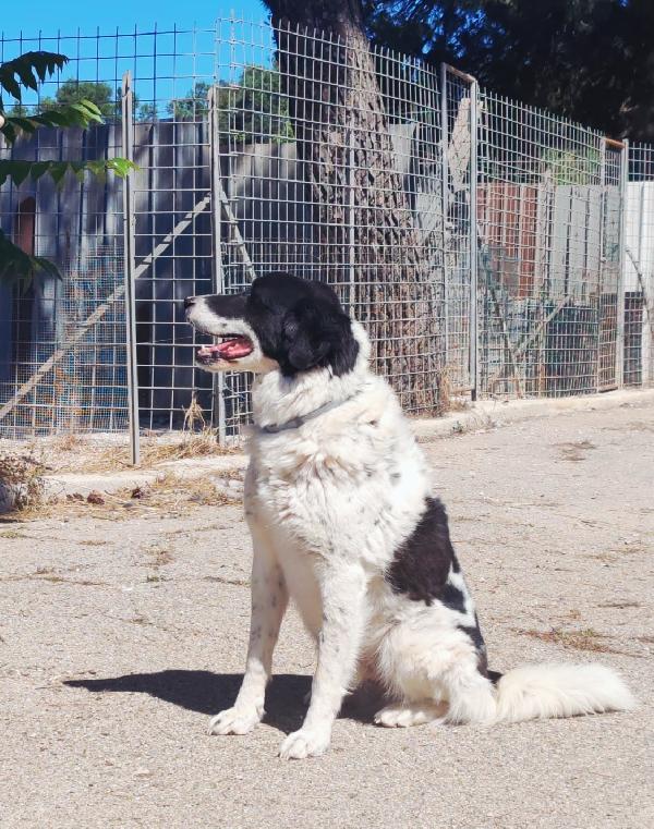 Panda la dolcezza fatta a cane  Foto 3