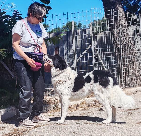 Panda la dolcezza fatta a cane  Foto 4