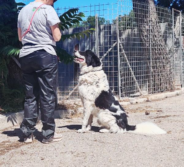 Panda la dolcezza fatta a cane  Foto 5