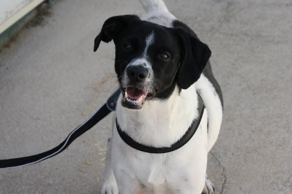 Pedro Abbandonato Legato Al Cancello Del Canile 