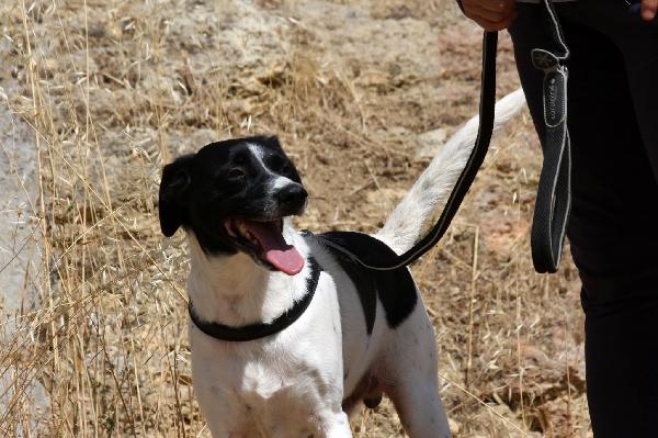 Pedro abbandonato legato al cancello del canile  Foto 2