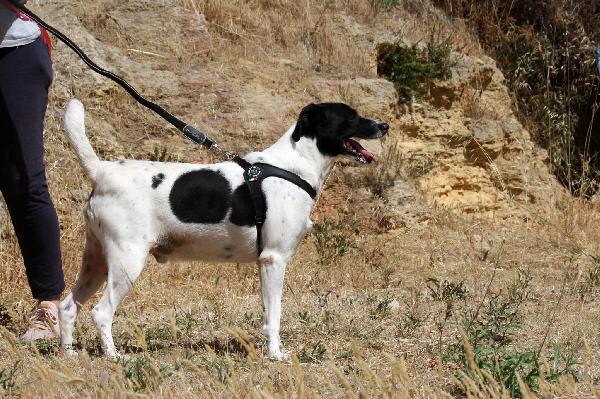 Pedro abbandonato legato al cancello del canile  Foto 3