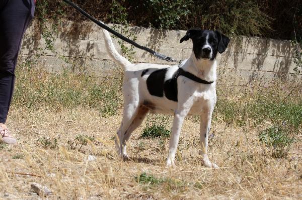 Pedro abbandonato legato al cancello del canile  Foto 4