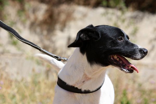 Pedro abbandonato legato al cancello del canile  Foto 6