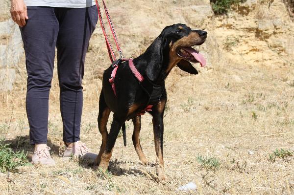 Beatrice, Splendida Segugio In Adozione 