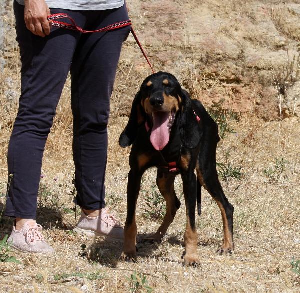 Beatrice, splendida segugio in adozione  Foto 3