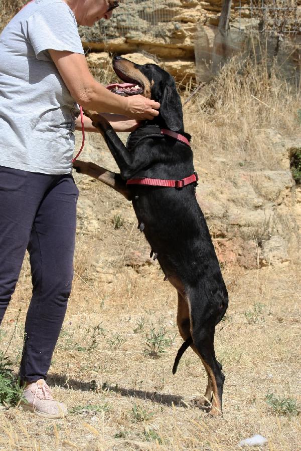 Beatrice, splendida segugio in adozione  Foto 4